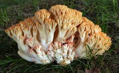 Ramaria botrytoides