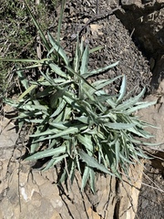 Stephanomeria cichoriacea