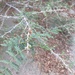 Acacia oerfota