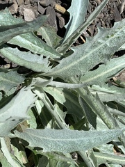 Stephanomeria cichoriacea