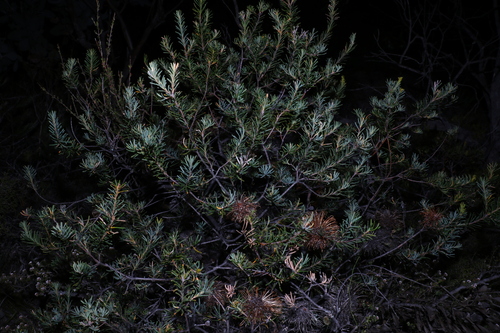 Image of Banksia violacea by (c) Greg Tasney, some rights reserved (CC BY-SA)