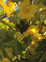Xylocopa sonorina