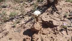 Battarreoides diguetii