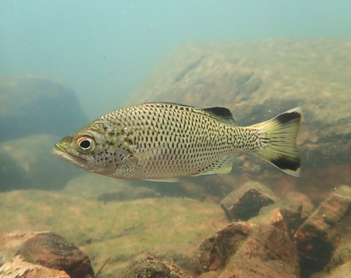 Aholehole (Kuhlia rupestris) — Kuhliidae — 5