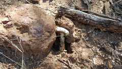 Battarreoides diguetii