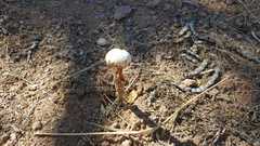 Battarreoides diguetii