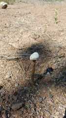 Battarreoides diguetii