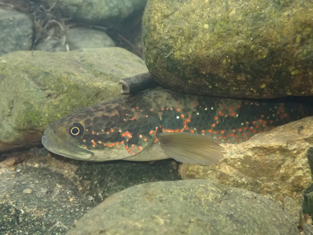 Short Snakehead Small Snakehead in October 2023 by Tse Chung Yi · iNaturalist