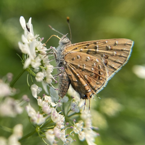 Chloroselas pseudozeritis