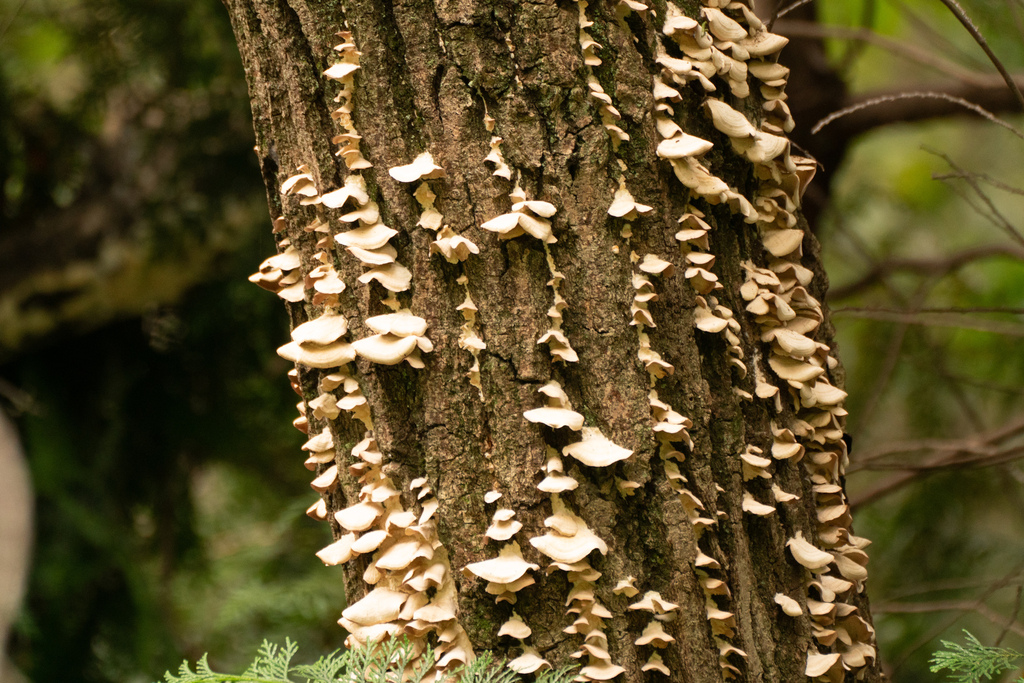Trichaptum biforme · October 2023 · photo: © tbc_watanabe (iNaturalist, cc-by)