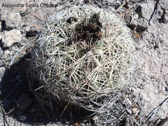 Coryphantha compacta