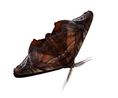 Episparis tortuosalis