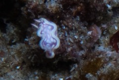 Ceratosoma