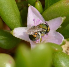Ceratina smaragdula