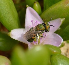 Ceratina smaragdula