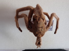 Selenocosmiinae