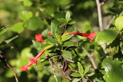 Diplacus parviflorus