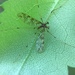 Primitive Crane Flies - Photo (c) Stephen Thorpe, some rights reserved (CC BY), uploaded by Stephen Thorpe
