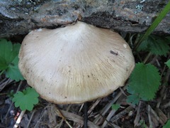 Pleurotus calyptratus