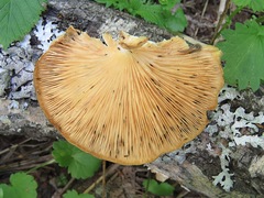 Pleurotus calyptratus