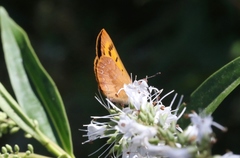 Lycaena enysii