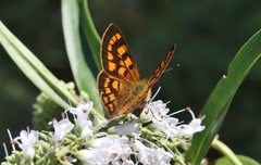 Lycaena enysii
