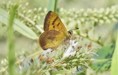 Lycaena enysii