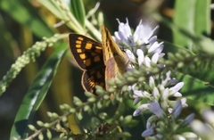 Lycaena enysii