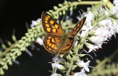 Lycaena enysii