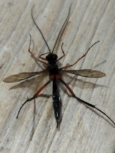 Exetastes calobatus