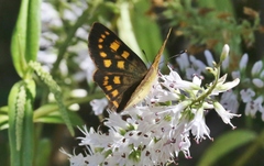 Lycaena enysii