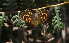 Lycaena enysii