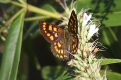 Lycaena enysii