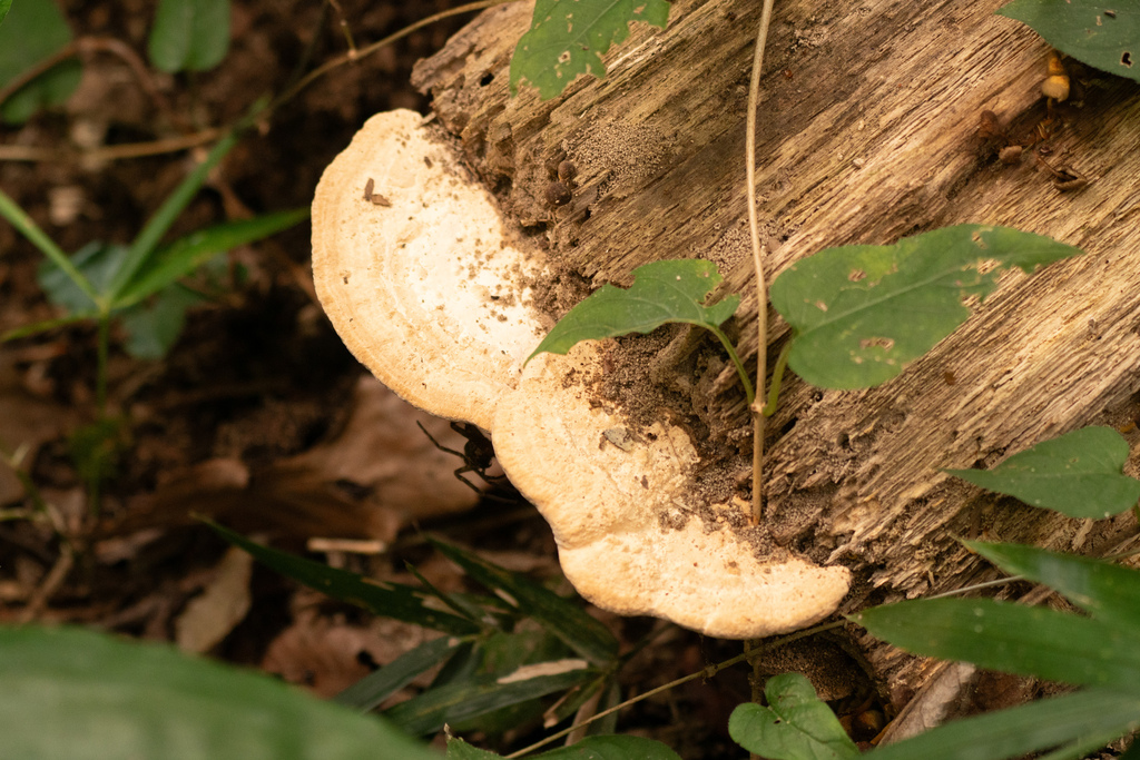 Fomitopsis dickinsii · October 2023 · photo: © tbc_watanabe (iNaturalist, cc-by)