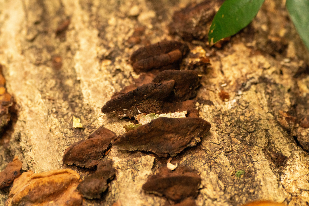 Fuscoporia gilva · October 2023 · photo: © tbc_watanabe (iNaturalist, cc-by)