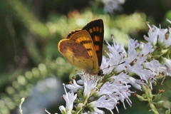 Lycaena enysii