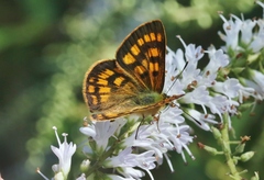Lycaena enysii