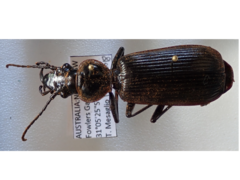 Gigadema