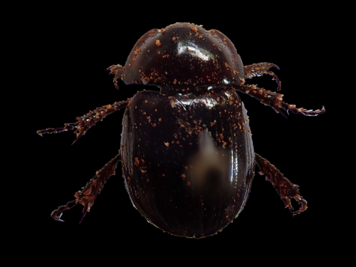 Hybosoridae