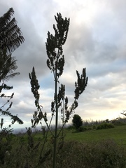 Mesosphaerum pectinatum