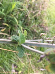 Mesosphaerum pectinatum