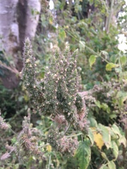 Mesosphaerum pectinatum