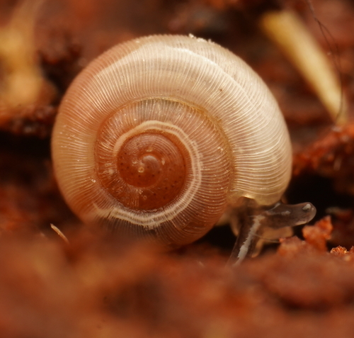 Gadoropa gadensis observed 2022-11-11
