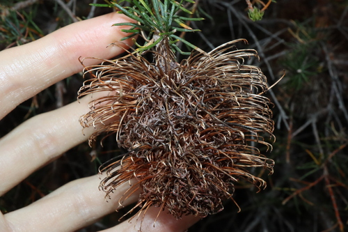 Image of Banksia nutans by (c) Thomas Mesaglio, some rights reserved (CC BY)