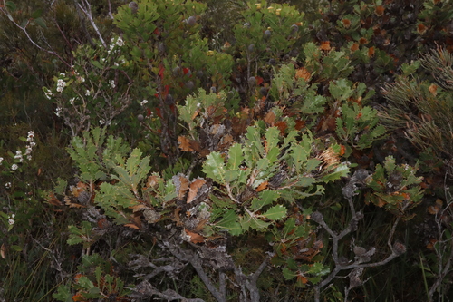 Image of Banksia heliantha by (c) Thomas Mesaglio, some rights reserved (CC BY)