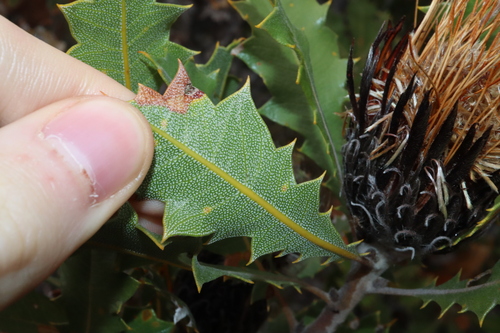 Image of Banksia heliantha by (c) Thomas Mesaglio, some rights reserved (CC BY)
