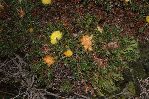 Image of Banksia falcata by (c) Thomas Mesaglio, some rights reserved (CC BY)