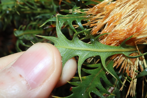 Image of Banksia falcata by (c) Thomas Mesaglio, some rights reserved (CC BY)