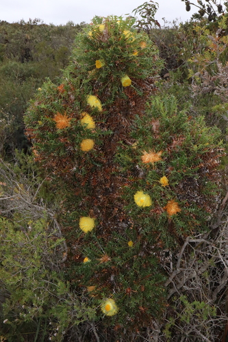 Image of Banksia falcata by (c) Thomas Mesaglio, some rights reserved (CC BY)