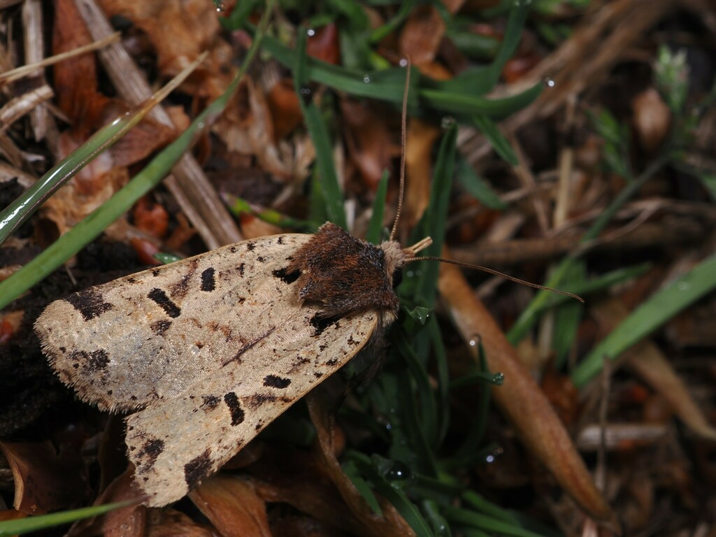 Rhynchaglaea scitula